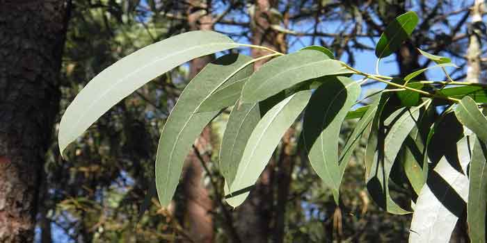 गठिया का आयुर्वेदिक इलाज है नीलगिरी